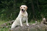 LABRADOR 1272
